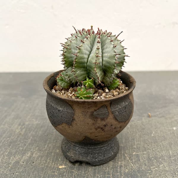 Rakuten - 観葉植物/ユーフォルビア：HO-1アルバホリダ×アルバホリダ 2.5号陶器鉢植え26-01