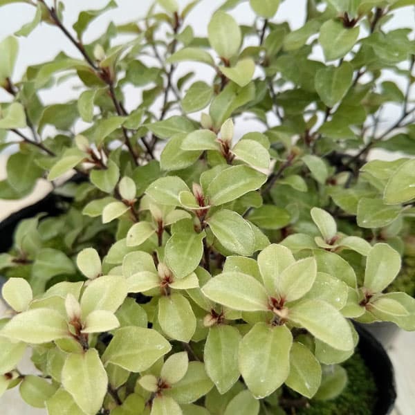 花木 庭木の苗/ピットスポルム：エルフィン5号ポット