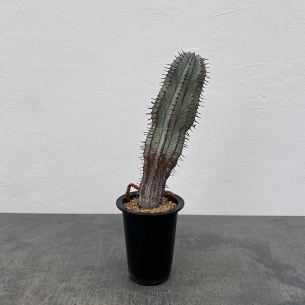 観葉植物/ユーフォルビア：ポリゴナ（ビンテージ株） 3.5号鉢植え