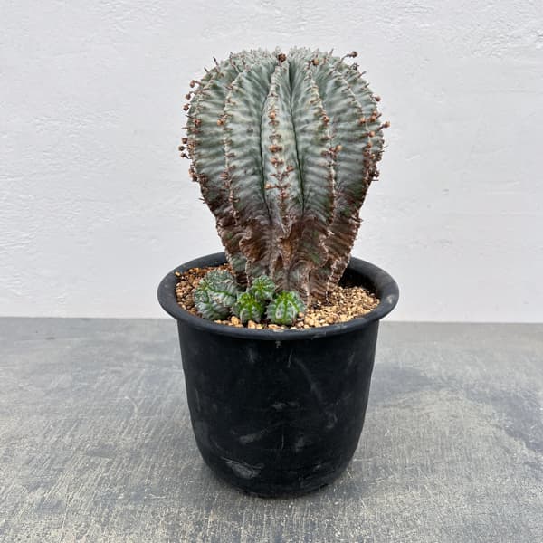 観葉植物/ユーフォルビア：ホリダア...