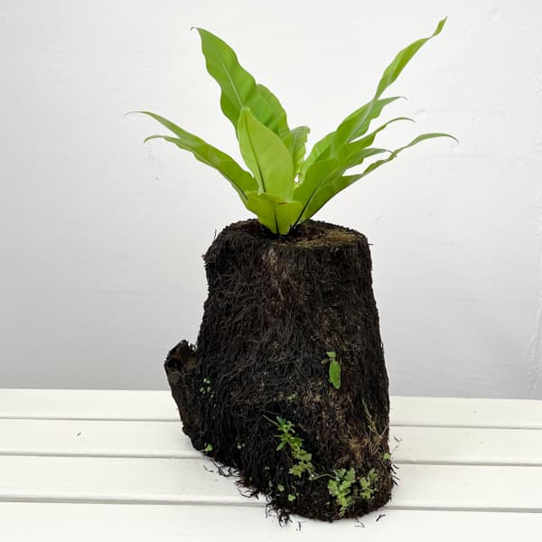 Rakuten - 観葉植物/アスプレニウム：オオタニワタリ ヘゴ鉢仕立て 26-02（8号程度のサイズ）