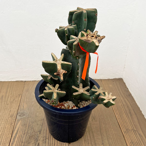 観葉植物/サボテン：ハシラサボテンブランチ仕立て 8号鉢植え26-01