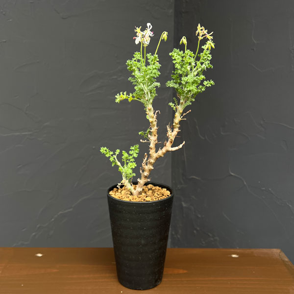 楽天市場】ペラルゴニウム（観葉植物｜花・観葉植物）：花・ガーデン