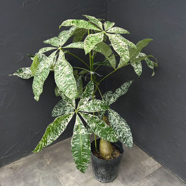 楽天市場】パキラ 斑入り（観葉植物｜花・観葉植物）：花・ガーデン