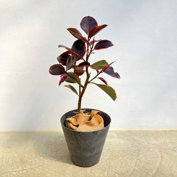 楽天市場】フィカス アフリカンプリンス（花・観葉植物｜花・ガーデン