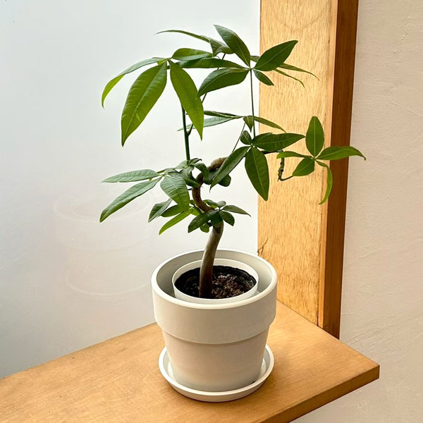 人工観葉植物 150cm 編み込み鉢付き 楽天市場】パキラ 編み込みの通販