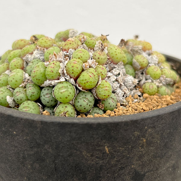 観葉植物/コノフィツム：ユビフォル...