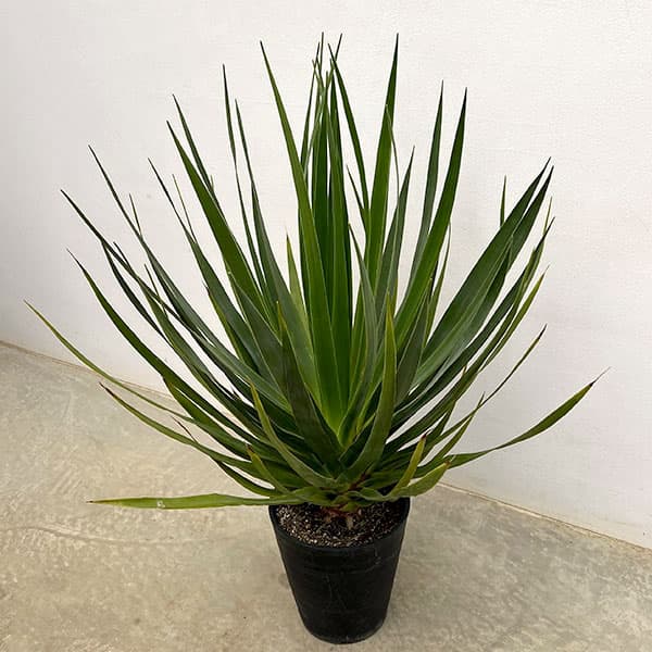 観葉植物/ドラセナ：ドラコ 7号鉢植え（26-01）
