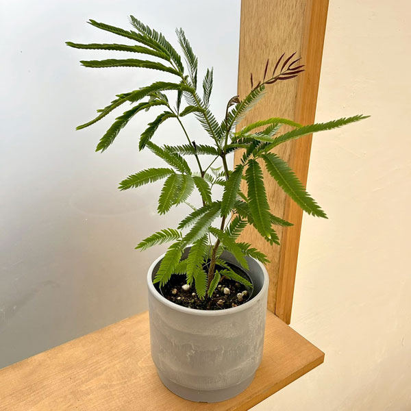観葉植物/エバーフレッシュ4号鉢植...