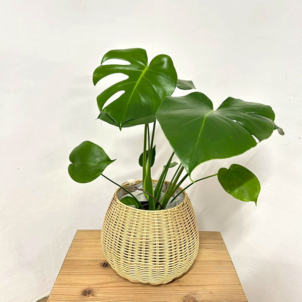 観葉植物/モンステラ：デリシオサ 5号鉢植え ラタン風鉢カバー・受け皿付き(ジェミニバスケット：ナチュラルM)