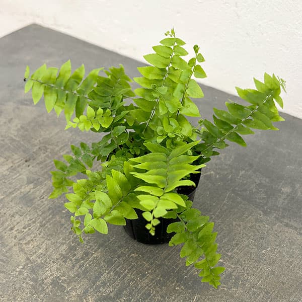 楽天市場】ネフロレピス（観葉植物｜花・観葉植物）：花・ガーデン