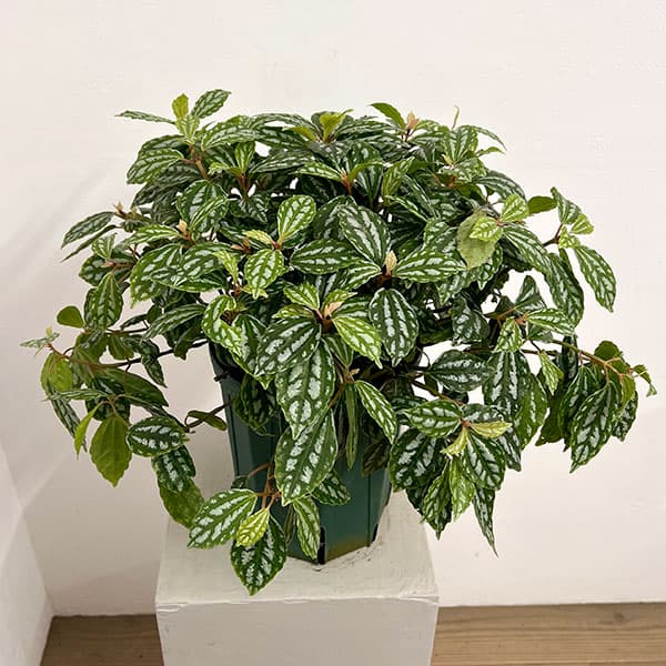 Other Aquatic Plants - 観葉植物/ピレア：カディエレイ6号鉢植え