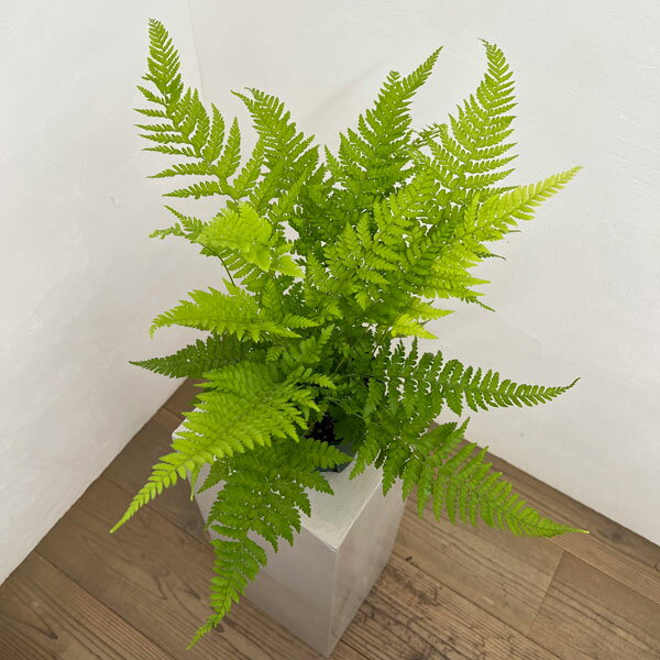観葉植物/ミクロレピア：ストリゴサ 5号鉢植え
