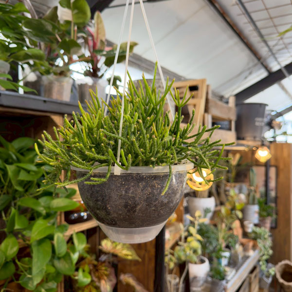 観葉植物/リプサリス：バーケリー 6号吊り鉢