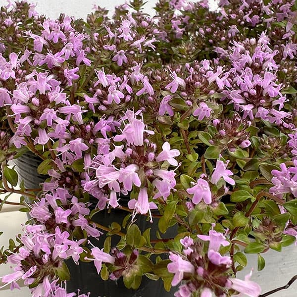 ほふく性のタイムの仲間・伊吹麝香草 寄せ植えやグランドカバーに 6〜7月開花 多年草 和ハーブハーブの苗/[サマーセール]イブキジャコウソウ4.5号ポットイブキジャコウソウは北海道、本州、九州、朝鮮半島などの涼しい地域に自生するほふく性のタイムの仲間。細い枝に細かい葉を茂らせ、這うように地面に広がります。初夏に愛らしい花を一斉に咲かせます。花色はピンクが基本ですが、やや紫がかるもの、白っぽいものもあります。茎葉に麝香（ジャコウ）のような香りがあることからこの名がつきました。ほふく性のタイムと同じようにグランドカバーや寄せ植えに利用します。バラなどの根元に植えると美しいグランドカバーになります。学名Thymus quinquecostatusタイプシソ科の落葉低木草丈約10cm開花期6〜7月用途鉢植え、グランドカバー日照日なた向き栽培方法：戸外の日当たりと水はけのよい場所で育ててください。庭植え、鉢植えに適します。地を這うように広がるので、庭植えの場合は花壇の前面が適しています。鉢栽培は水はけのよい土を用います。蒸れに弱いので、梅雨前に刈り込んでください。写真は一例です。お届け時期によっては株のみとなります。真夏や冬季は地上部が枯れた状態でのお届けです。[サマーセール]イブキジャコウソウ4.5号ポットの栽培ガイドハーブの育て方