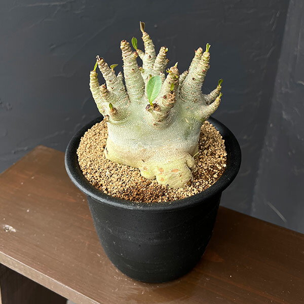 商品画像1