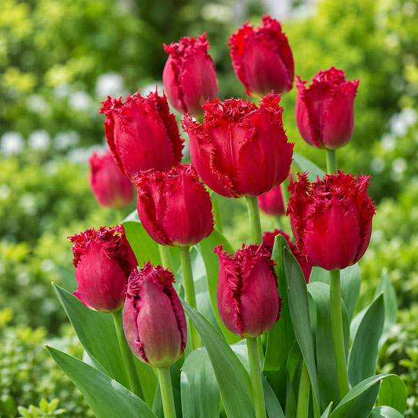 濃厚で渋みのある花色のフリンジ咲球根/チューリップ：ベルサーチ 10球セット（バラ球・ラベル無し）（FR）「ベルサーチ」は深紅の花弁にフリンジが入り、重厚で高級感のあるチューリップです。タイプユリ科の球根植物草丈40〜50cm植え時10月〜12月花期4〜5月日照日向用途鉢植え、庭植え、切り花栽培方法：植えつけ適期は秋〜年末です。日当たりのよい場所で、よく耕した土に化学肥料等をまぜ、球根の高さの3倍ほどの深さに植えます。一定期間低温に当たることで開花しますので、鉢植えでも冬は戸外の寒い場所で管理してください。また、水切れすると花が咲かなくなりますので、冬もたっぷり水をやってください。（沖縄地域では花が咲かないことがありますので、ご注意ください）チューリップは球根の方向をそろえて植えると葉の出る方向が揃い、たくさんの球根を美しく寄せ植えできます。※写真は開花時のイメージです、※球根の表皮が剥けていたり、細かな傷がある場合がありますが、生育には支障ありません。★バラ球を無地袋に詰めた状態でお届けします。カラーラベルは付いていません★チューリップ：ベルサーチ 10球セット（バラ球・ラベル無し）（FR）の栽培ガイドチューリップの球根の植えつけ方法秋植え球根のダブルデッカー植え球根の植付け秋植え球根秋に植えて春満開！チューリップの球根の植え方と育て方プランターに何個のチューリップ球根を植えますか？花形と咲く時期で選ぶ チューリップの15分類