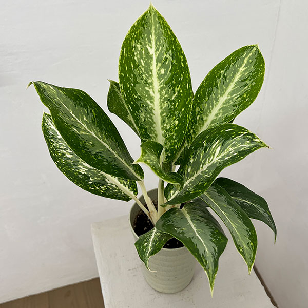 観葉植物/アグラオネマ：パランサップ 4号鉢植え
