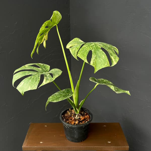 観葉植物/モンステラ：デリシオーサ...