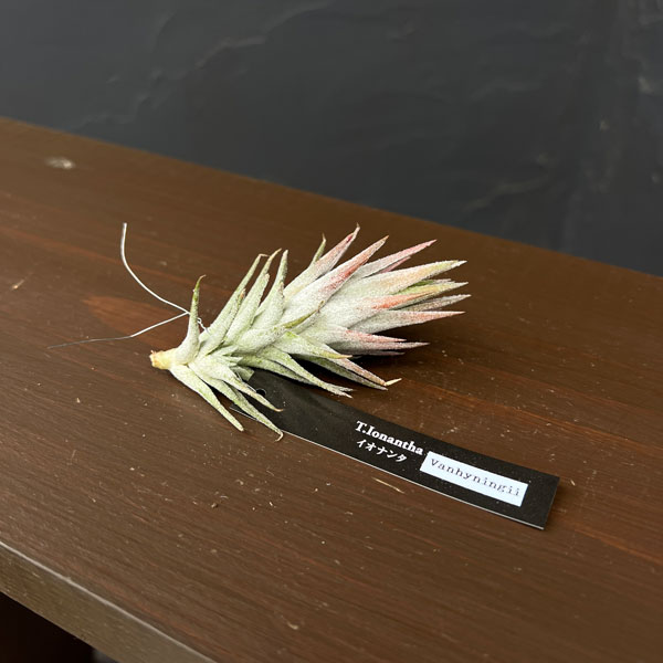 観葉植物/チランジア：イオナンタ・...