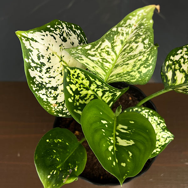 観葉植物/アグラオネマ：シルバーコスメティック 4.5号