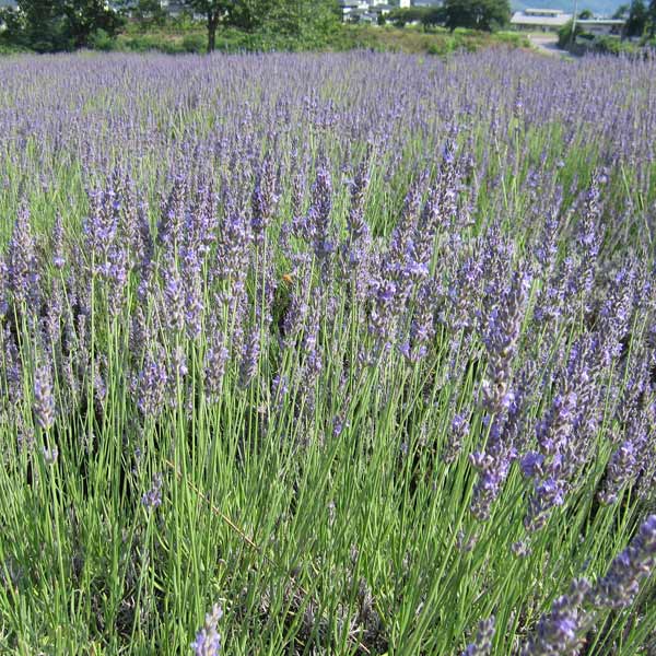 タネ・小袋 香りが強いトゥルーラベンダー 6〜8月開花 種 タネラベンダー：トルーラベンダーの種（イングリッシュラベンダー） 2袋セット[春、秋まきハーブのタネ]素敵な匂いで人気のイングリッシュラベンダー。トルーラベンダー（トゥルーラベンダー）は草丈60〜100cm、開花は6〜8月で、花色はラベンダーブルーです。ガク・花共に濃紫色なので、花が咲く前からその美しさを楽しめます。ラベンダーの中で最も香りの良い品種で、ハーブの女王と呼ばれています。お茶やお風呂に入れると疲労回復し、気分をリラックスさせ、安眠を誘います。ドライフラワー、ポプリ、切り花、アロマテラピーなどに利用します。タイプ：シソ科の耐寒性多年草まき時：3月〜6月、9月〜10月発芽適温：15℃〜20℃内容量：0.5ml草丈：30〜40cm 用途：花壇、切花 種まき：苗床（箱かシードトレイ）を用意し、湿らせた培養土を入れ、表面を平らにします。苗床にばらまき、3mmほど土をかけます。芽が出るまでは十分な湿度を保つように、ビニールかラップをかけ、発芽したらとってください。発芽後はラップはとりはずしてください。 育て方：大きくなってきたら上質の培養土を入れた9cmポットに移植します。涼しい場所で管理し、徐々に外気にならして春か秋に戸外に50cm間隔に定植します。ラベンダーは夏の高温多湿が苦手です。株を弱らせない為に花は適宜刈り取って下さい。開花後は、1/2程度に刈り込みをし、秋までに枝を整えます。ラベンダー：トルーラベンダーの種（イングリッシュラベンダー） 2袋セット[春、秋まきハーブのタネ]の栽培ガイド種まきの方法：容器の選び方種まきの方法：色々なタネハーブの育て方