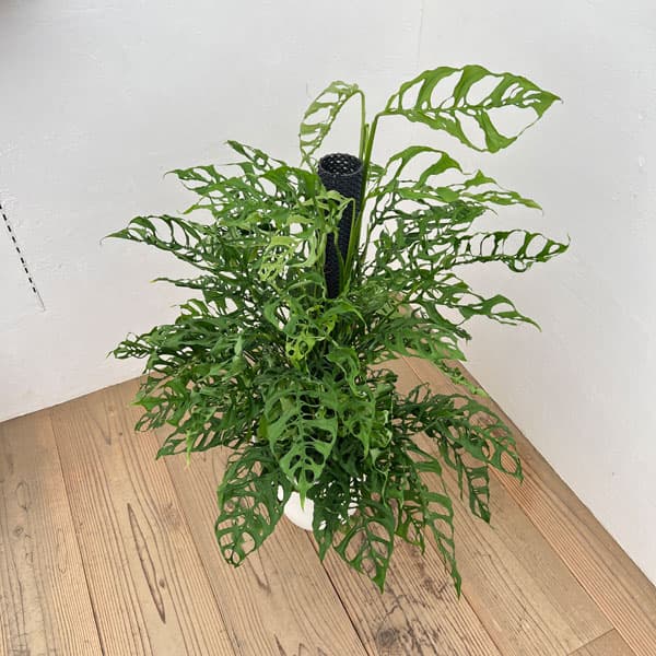 観葉植物/[棚卸セール]モンステラ...