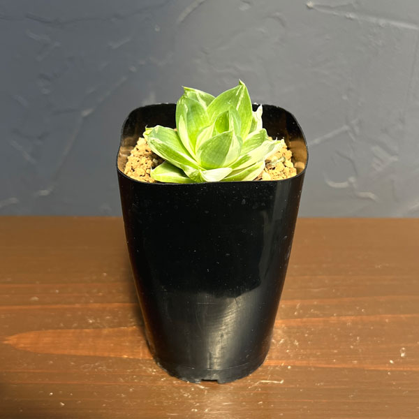 楽天市場】ハオルチア 斑入り（花・観葉植物｜花・ガーデン・DIY）の通販