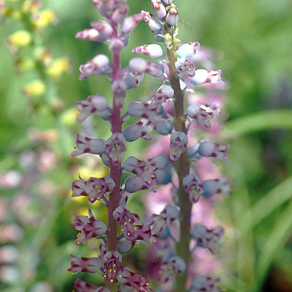 小型 4月-5月開花 南アフリカ原産 開花期間が長く珍しい球根植物球根/ラケナリア ペルシー3球セットラケナリアは南アフリカに自生するユリ科の球根植物。原種であるラケナリア・アロイデス（Lachenalia aloides）の変種の一つです。穂状の花を多数咲かせ、開花期間も1ヶ月以上と長いのが特徴です。花が上向きに咲くヒヤシンスタイプと下向きに咲くペンデュラスタイプがあります。ペルシーはやわらかい上品なグラデーションカラーの花色です。学名： Lachenalia peersiiタイプ：キジカクシ（旧ユリ）科半耐寒性球根植物（関東以南なら露地で越冬可能）草丈：15-30cm植え付け適期9-10月開花期：3月下旬〜4月下旬栽培方法：日当たりのよい場所で、有機質に富んだ砂混じりの土が最適です。よく耕した土に化学肥料等をまぜ、5〜10センチ間隔に、5〜8センチの深さで植えます。植付後すぐに過湿にすると球根が腐る事があるので、芽が動くまでは水やりを控えめにしてください。発芽後は水切れすると花が貧弱になったり色あせてしまいますので、冬もたっぷり水をやってください。数年は植えつけたままにできます。自然分球で増えていきます。花後堀り上げる場合は葉が枯れてから掘り上げ、半月程陰干しして冷暗所で保存します。写真は開花時のイメージです。★バラ球を無地袋に詰めた状態でお届けします。カラーラベルは付いていません★※球根の表皮が剥けていたり、細かな傷がある場合があります。また、9月に芽が出始めるため、お届け時に芽が伸びている場合がありますが、生育には支障ありません。ラケナリア ペルシー3球セットの栽培ガイド秋植え球根のダブルデッカー植え球根の植付け秋植え球根