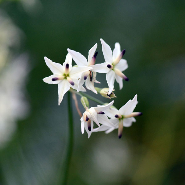 3月〜4月開花 チリ原産の珍しい小球根植物球根/リューココリーネ アングステペテラ 1球リューココリーネはチリ原産の球根植物です。アングステペテラは世界的に非常にレアで市場にほとんど流通しない品種。ほそい茎の先に白い細弁（細い花びら）と、淡クリーム色の長い仮雄蕊（かせいゆうしべ／仮の雄しべ）が特徴的な美しい花を咲かせます。半耐寒性ですので、寒冷地では冬は南向きの軒下にとりこむか、霜よけをしてください。花径2cm前後。切花に人気です。学名：Leucocoryne angustipetalaタイプ：ユリ科の半耐寒性球根植物植付時期：秋開花時期：3〜4月草丈：30〜50cm用途：花壇・鉢植え・切り花栽培方法：日当たりが良い場所で、排水の良い土に、間隔3〜5cm、深さ2cmに植え込みます。なるべくムレに注意して管理して下さい。イネ科植物のような細い葉を出しますが、葉は開花前に枯れこみます。肥料は控えめにして、蕾が見えてくる頃に薄い液肥を与えるだけで、花がいきいきします。夏の休眠時には乾燥気味にします。数年は植え放しで大丈夫です。秋に種子をまくか球根をを掘りあげて子球をとり、殖やすことができます。写真は開花時のイメージです。★バラ球を無地袋に詰めた状態でお届けします。カラーラベルは付いていません★※球根の表皮が剥けていたり、細かな傷がある場合がありますが、生育には支障ありません。リューココリーネ アングステペテラ 1球の栽培ガイド秋植え球根のダブルデッカー植え球根の植付け秋植え球根