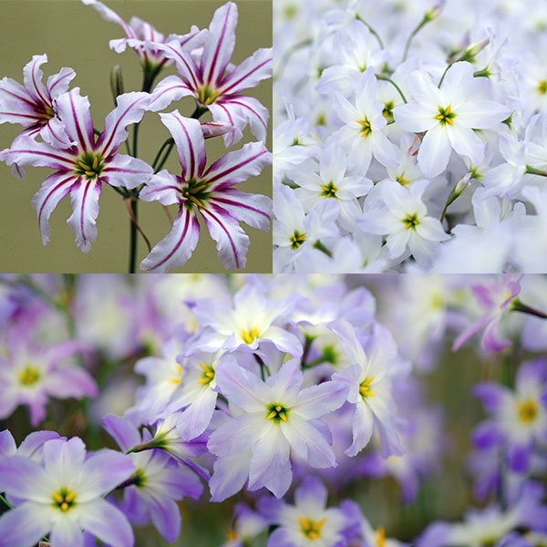 3月〜5月開花 切り花にも向く・秋植え球根球根/リューココリーネ：スペシャルミックス 3球セットリューココリーネは南米チリのアンデス山脈周辺原産の球根植物（多年草）です。ほそい茎の先にきらびやかな星のような小花を咲かせます。すっきりとした星形の花です。花色ミックスの苗ですが、実生（種から育てた）品種のため、どの色が咲くかはわかりません。画像は一例です。切り花としてよく流通し、人気です。花には芳香があります。半耐寒性ですので、寒冷地では冬は南向きの軒下にとりこむか、霜よけをしてください。学名：Leucocoryne タイプ：ユリ科の半耐寒性球根植物植付時期：9〜11月開花期：3〜5月草丈：30〜40cm用途：花壇・鉢植え・切り花栽培方法：日当たりが良い場所で、排水の良い土に、間隔3〜5cm、深さ3〜5cmに植え込みます。イネ科植物のような細い葉を出しますが、葉は開花前に枯れこみます。肥料は控えめにして、蕾が見えてくる頃に薄い液肥を与えるだけで、花がいきいきします。なるべくムレに注意して管理して下さい。夏の休眠時には乾燥気味にします。数年は植え放しで大丈夫です。秋に種子をまくか球根をを掘りあげて子球をとり、殖やすことができます。写真は開花時のイメージです。★バラ球を無地袋に詰めた状態でお届けします。カラーラベルは付いていません★※球根の表皮が剥けていたり、細かな傷がある場合がありますが、生育には支障ありません。リューココリーネ：スペシャルミックス 3球セットの栽培ガイド秋植え球根のダブルデッカー植え球根の植付け秋植え球根【秋植え球根】植えつけ深さの目安