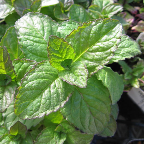 �ϡ��֤���/�ߥ�ȡ����졼�ץե롼�ĥߥ��3��ݥå�