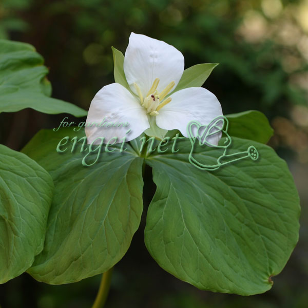 山野草の苗/エンレイソウ：オオバナエンレイソウ（大花延齢草）3号ポット