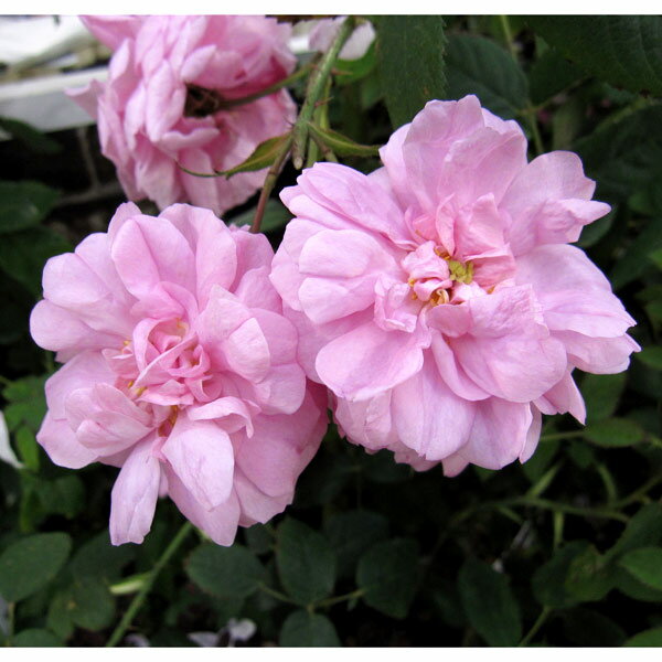 バラの苗/オールドローズ：ロサケン...