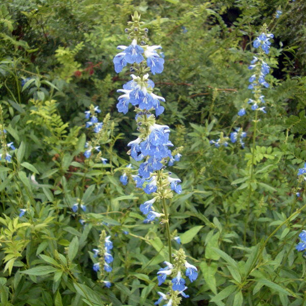 鼠尾草 - ハーブの苗/セージ：ボッグセージ（サルビア ウルギノーサ）3号ポット