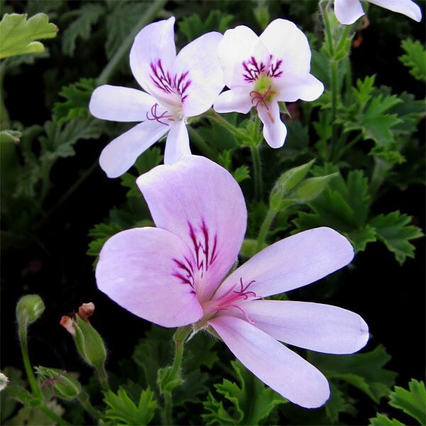 ハーブの苗/ニオイゼラニウム：プリンスオブオレンジ3号ポット