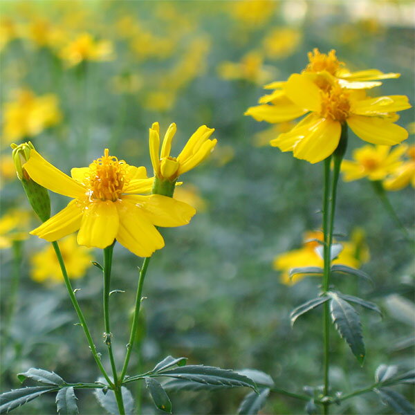 ハーブの苗/レモンマリーゴールド3...