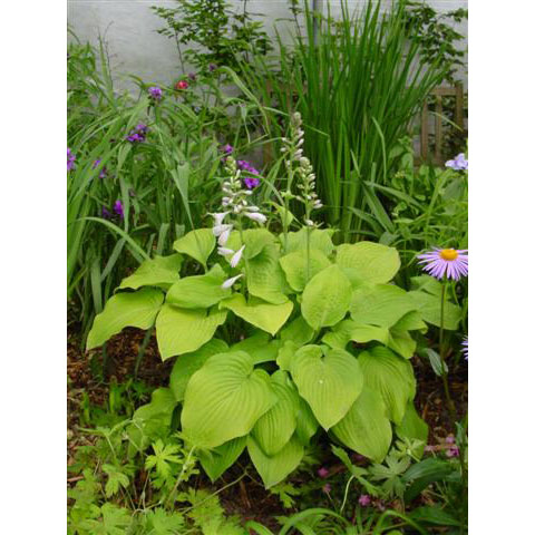 草花の苗/ギボウシ（ホスタ）：オーガストムーン4号ポットのサムネイル