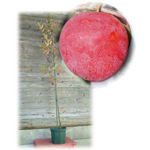 果樹の苗/鉢植え果樹　スモモ（プラム）：プラム井上 8号鉢植え