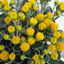 草花の苗/イソギク(磯菊)3.5号ポット2株セット