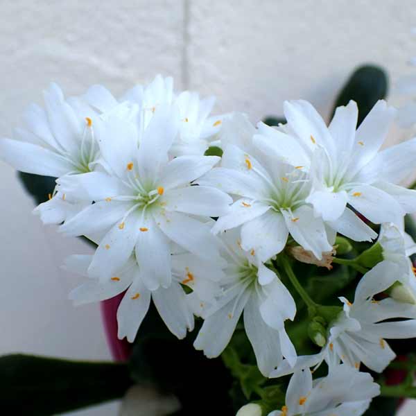 草花の苗/（わけあり特価）レウイシア：ホワイト系3.5号鉢植え