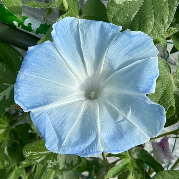 草花の苗/アサガオ（朝顔）：ご当地あさがお 水戸あおい3.5号ポット