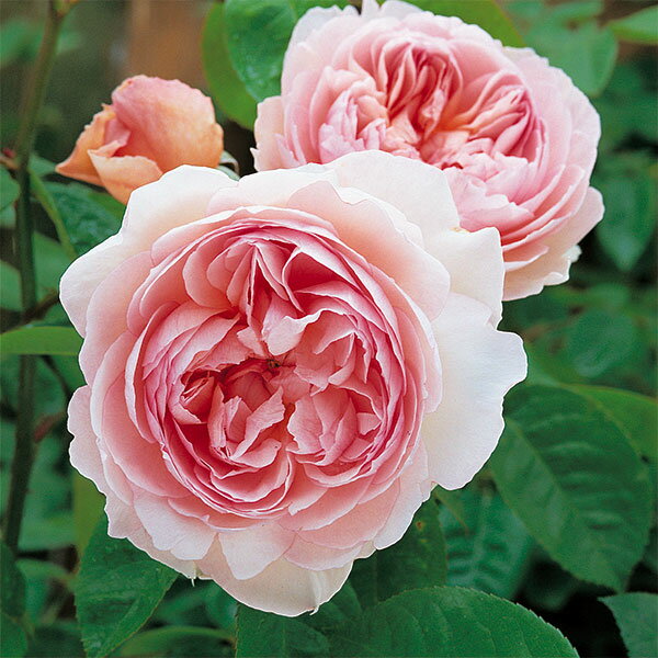 バラの苗/イングリッシュローズデビ...