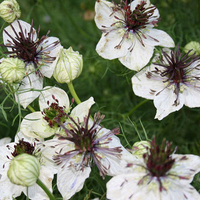 ��֤���/�˥��顧���եꥫ��֥饤��3��ݥå�