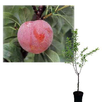 果樹の苗/鉢植え果樹　スモモ(プラム）：ハニーローザ8号鉢植え