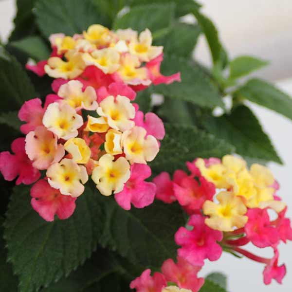 ランタナの育て方講座 植えてはいけない理由や花の色 形状など特徴もご紹介 暮らし の