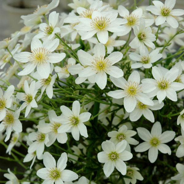 クレマチスの苗/クレマチス：カルトマニージョー3.5号ポット