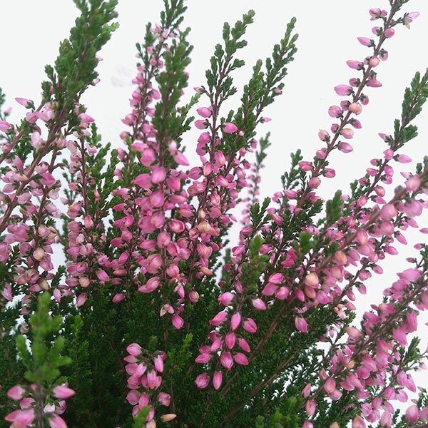 カルーナ・ブルガリス：赤系4号鉢植えのサムネイル