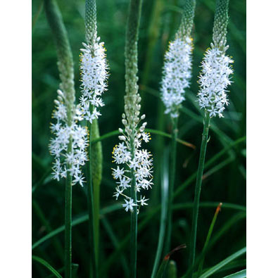 ブルビネラの花言葉と誕生花 花の持つ言葉