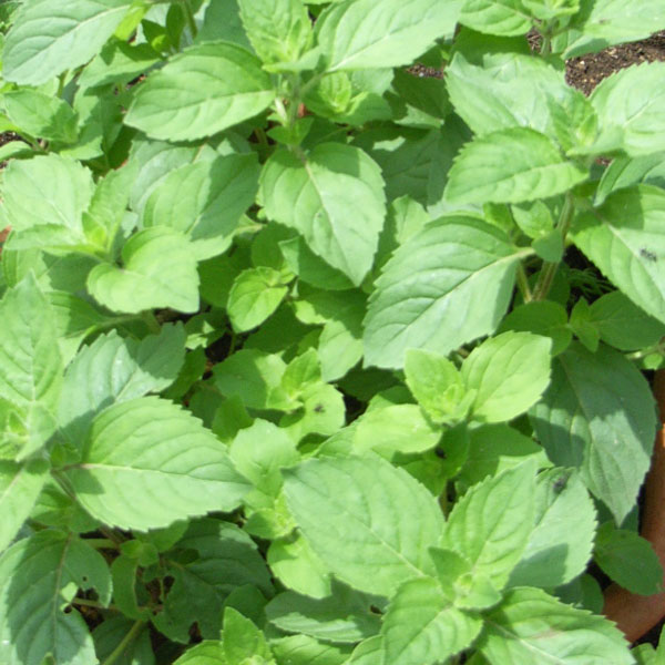 ハーブの苗/ミント：レモンミント3...